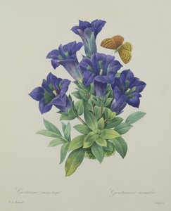 Gentiana acaulis (gentiane trompette), gravée par Langlois, de 